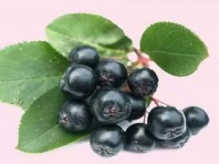 黑果花楸的不适宜人群 三类人不能吃黑果花楸