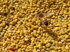 蜂花粉有什么功效 蜂花粉的禁忌有哪些