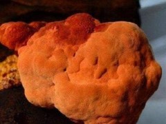 牛樟芝和牛樟菇有什么区别 分别有哪些作用