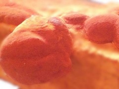 牛樟芝什么人不适合吃 四类人群不能吃牛樟芝