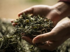 元宝枫叶茶的功效有哪些 这些功效要知道