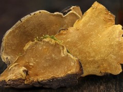 野生桑黄的作用和用途 使用野生桑黄有六个作用