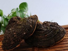 桑黄有哪些作用 揭晓桑黄的4个真实作用