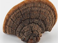 桑黄的功效与作用及 桑黄的正确食用方法