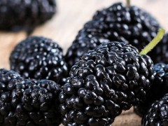干桑葚的功效与作用及食用方法 介绍3大功效和2种吃法