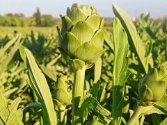 护肝的植物有哪些 盘点三种护肝最好的植物