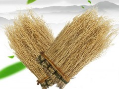 护肝草的图片样子 护肝草有哪些功效
