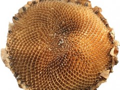 葵花盘的功效与作用有哪些 盘点葵花盘的5大功效