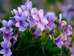 紫花地丁有哪些禁忌 紫花地丁的作用是什么