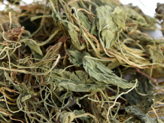介绍紫花地丁的3大作用 紫花地丁的使用方法