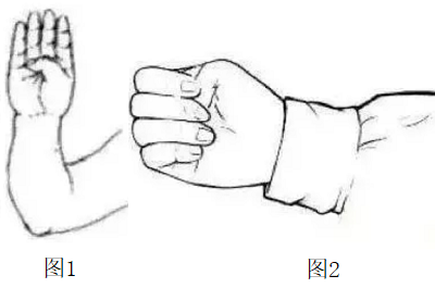 image 握固的锻炼方法