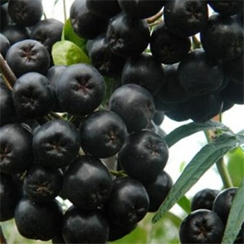 image 不老莓