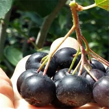image 不老莓
