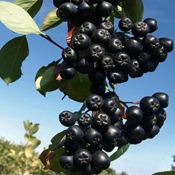 image 不老莓