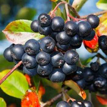 image 不老莓