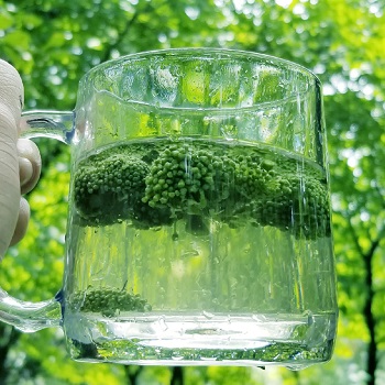 image 田七花茶