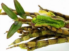 石斛和铁皮石斛的区别 三个区别让你了解它们的差异之处