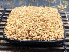 柏子仁价格多少钱 介绍柏子仁的价格和作用