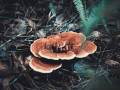 灵芝不适合什么人吃 三类人群不适合吃灵芝