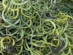 肾精草药功效与作用 科普肾精草的三大作用