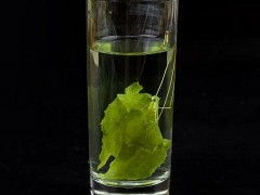 淫羊藿的副作用 盘点淫羊藿的作用与副作用