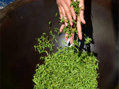 刺五加茶的危害 刺五加茶的作用与吃法