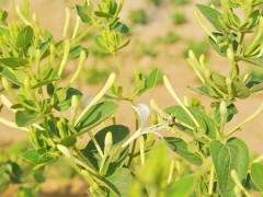 金银花的功效与作用 金银花这3个功效对健康好
