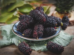 桑葚相克的食物 5种食物不能与桑葚同吃