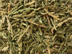 侧柏叶的副作用和禁忌 带你了解侧柏叶