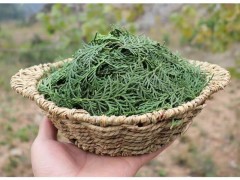 侧柏叶的功效与作用 盘点侧柏叶5个功效