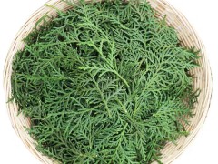 侧柏叶的禁忌 介绍侧柏叶2大禁忌
