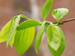 柿叶粉功效有哪些 盘点柿子叶的四大功效