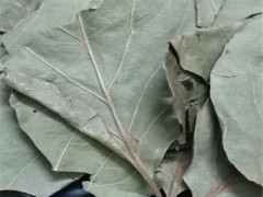 柿叶茶的功效 详解它的四大作用