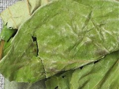 柿子叶泡水喝的功效有哪些 这三大功效需知道