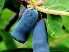 山茄子的功效与作用 山茄子的五大功效