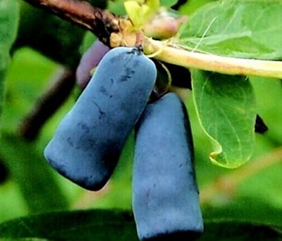 山茄子