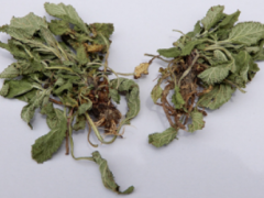 荔枝草的功效与作用禁忌 带你正确认识荔枝草