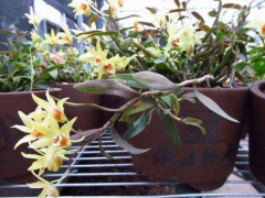 铁皮石斛干花泡水功效 揭秘泡水的三大功效