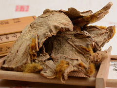 金毛狗脊的功效与作用 详解金毛狗脊的三大好处
