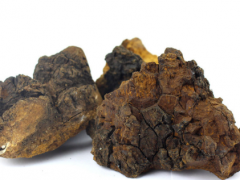 吃白桦茸的危害 这些可能性危害别忽略