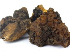 桦褐孔菌的禁忌 详解它的禁忌及服用方法