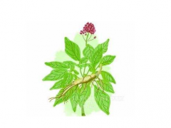 人参精华对发质的作用 这三大好处你是否清楚