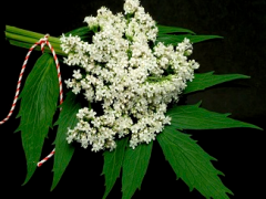 缬草功效与作用 分享使用缬草的四大好处