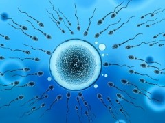 如何能增强y精子的活力 3个方法提高y精子质量