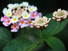 怎么预防花粉过敏 介绍四个预防花粉过敏的小妙招