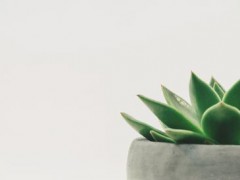 长期服用芦荟胶囊有什么好处 揭秘芦荟胶囊的药用价值和保健效果