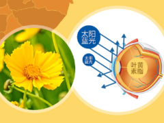 含有叶黄素的食物有哪些 补充越橘叶黄素酯更高效