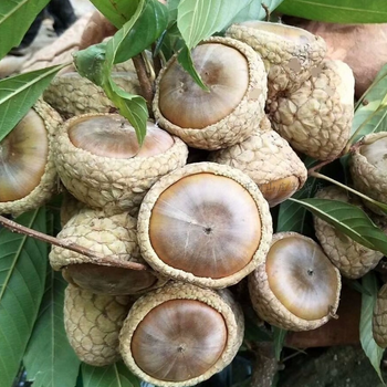 补肾果