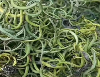 化石草
