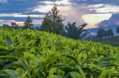 绿茶